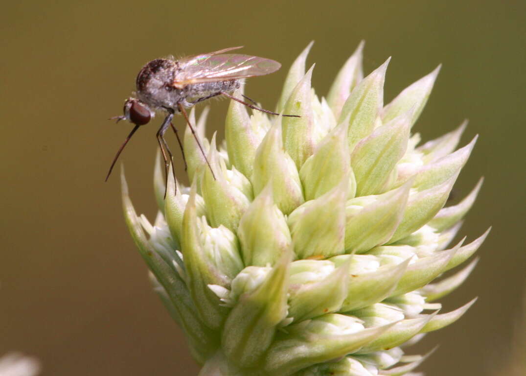 Image of bee flies