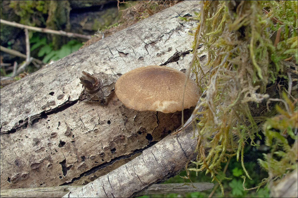 Image of Lentinus substrictus (Bolton) Zmitr. & Kovalenko 2016