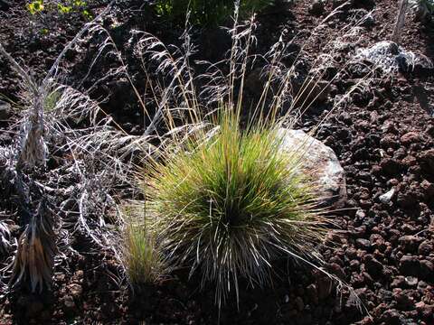 صورة Deschampsia nubigena Hillebr.