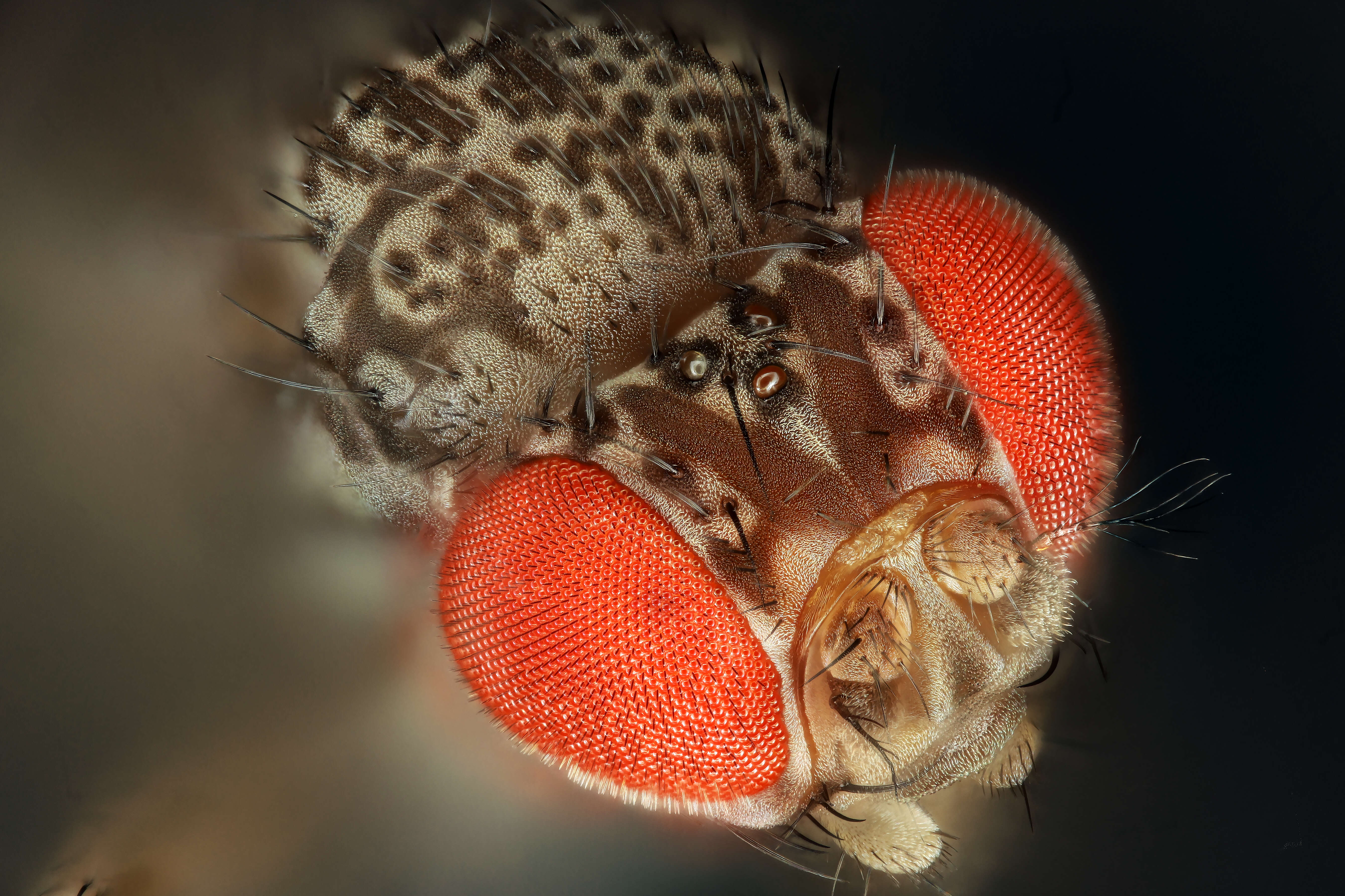 Image of fruit fly