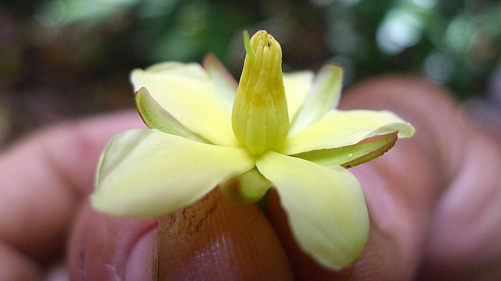 صورة Ouratea gigantophylla (Erhard) Engl.