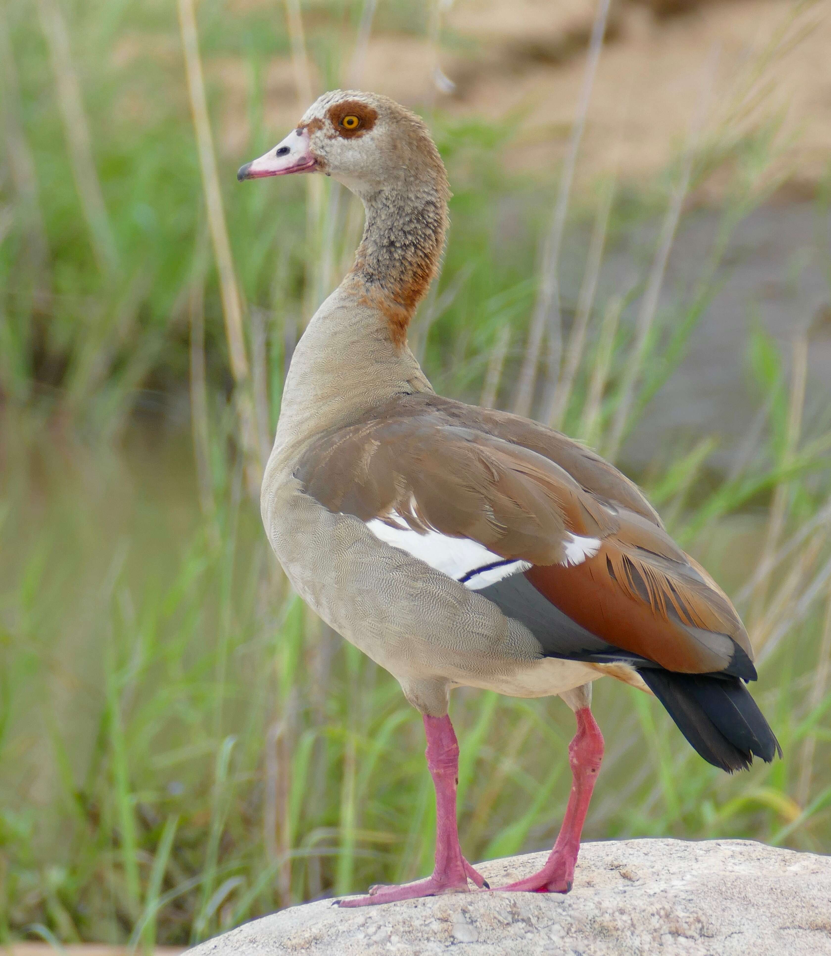 Image of Egyptian Goose