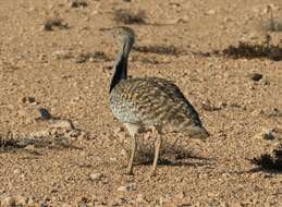 Image of African Houbara Bustard