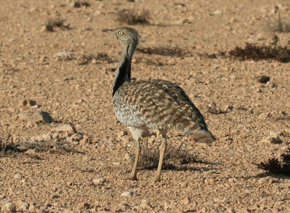 Image of Chlamydotis undulata fuertaventurae (Rothschild & Hartert 1894)