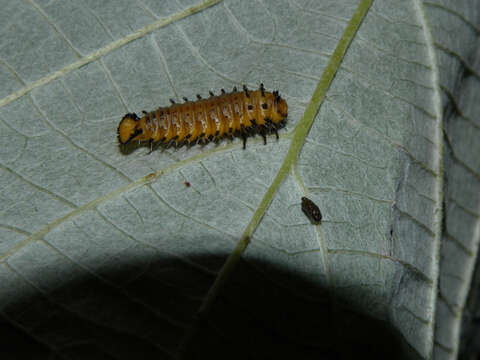 Image de Cecropia