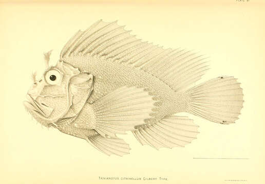 Image of Taenianotus