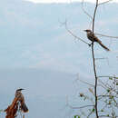 Image of Long-tailed Mockingbird