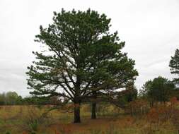 Image of pitch pine