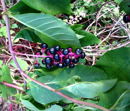 Image of pokeweed