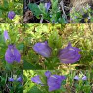 Calacanthus resmi