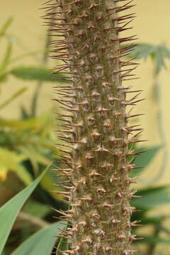 Image of Pachypodium geayi Costantin & Bois