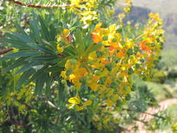 Слика од Euphorbia dendroides L.