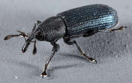 Image of Yellow toadflax stem weevil