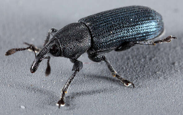 Image of Yellow toadflax stem weevil