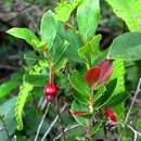 Sivun Vaccinium dentatum Sm. kuva