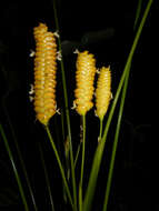 Image of rattlesnake plant