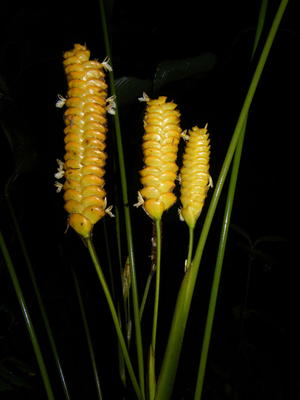 Image of rattlesnake plant