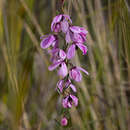 Imagem de Tetratheca pilosa Labill.