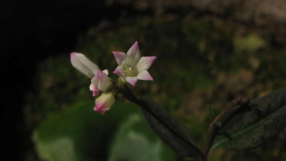 Plancia ëd Spigelia genuflexa Popovkin & Struwe