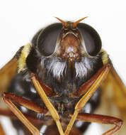 Image of pelecorhynchid flies
