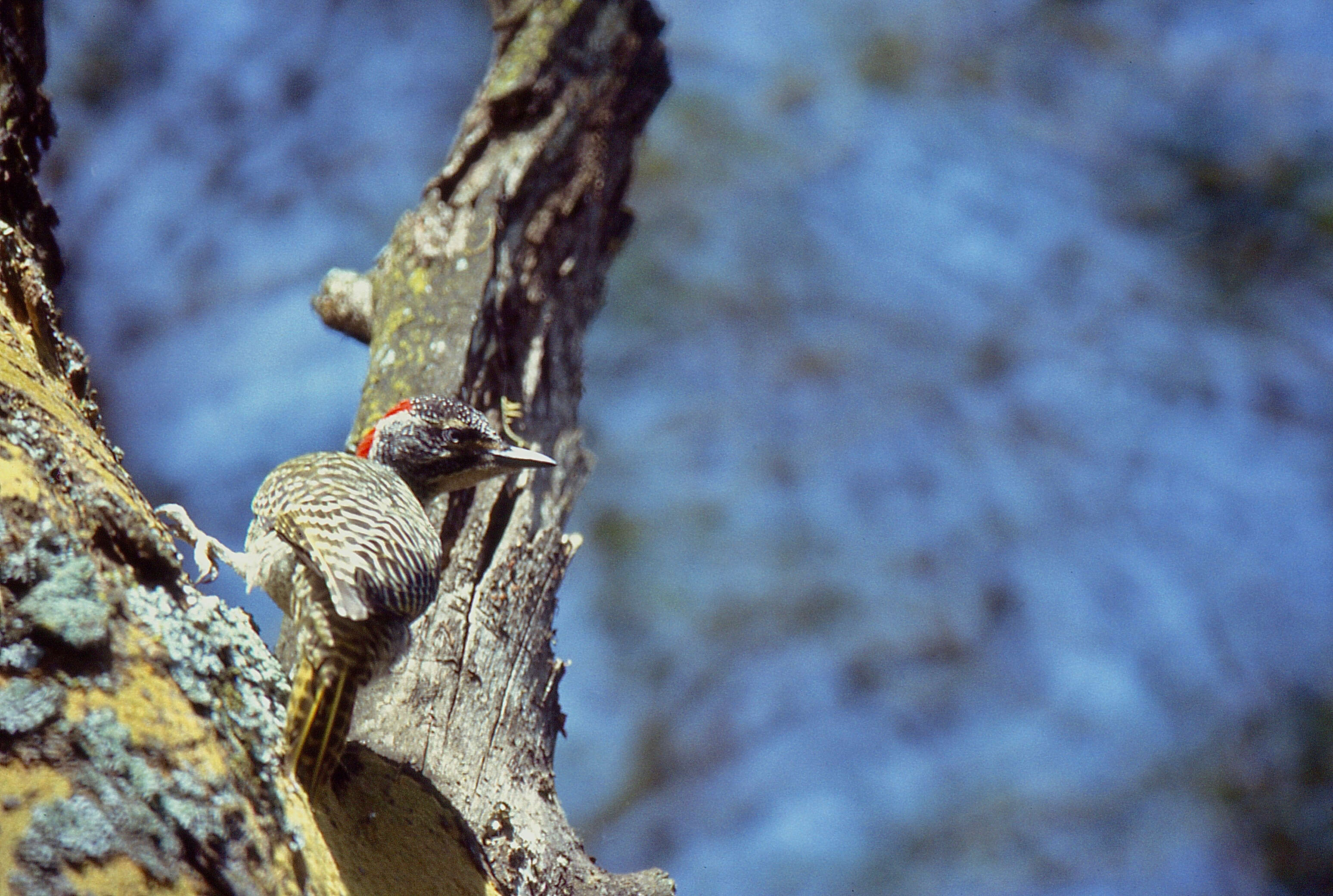 Image of Nubian Woodpecker