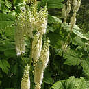 Image of Actaea japonica C. P. Thunberg ex A. Murray