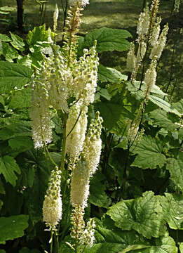 Image of Actaea japonica C. P. Thunberg ex A. Murray