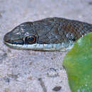 Image of Eastern Stripe-bellied Sand Snake