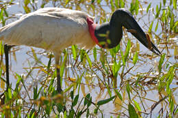 Image of Jabiru Hellmayr 1906