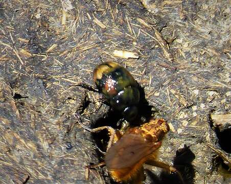 Image of Dung beetle