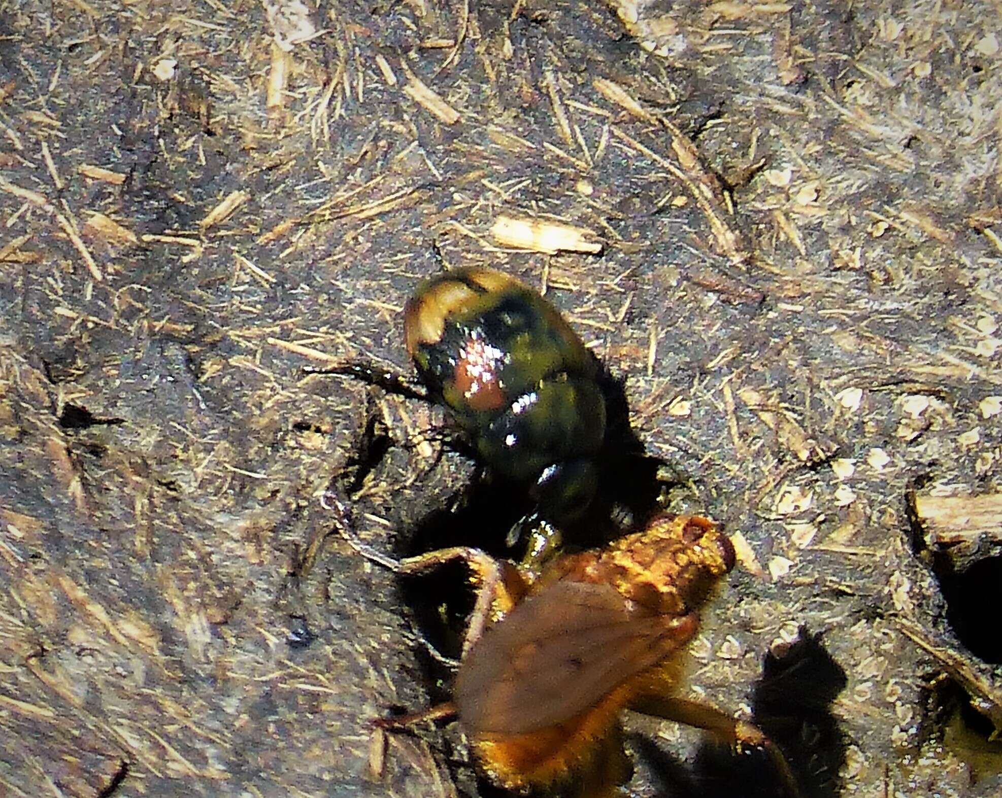 Image of Dung beetle