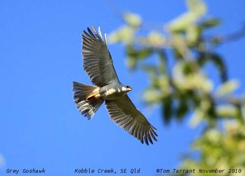 Image of Grey Goshawk