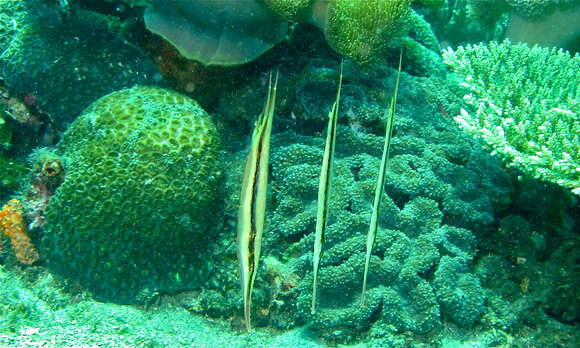 Image of Hinged shrimpfish