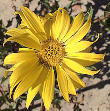 Image of hairy gumweed