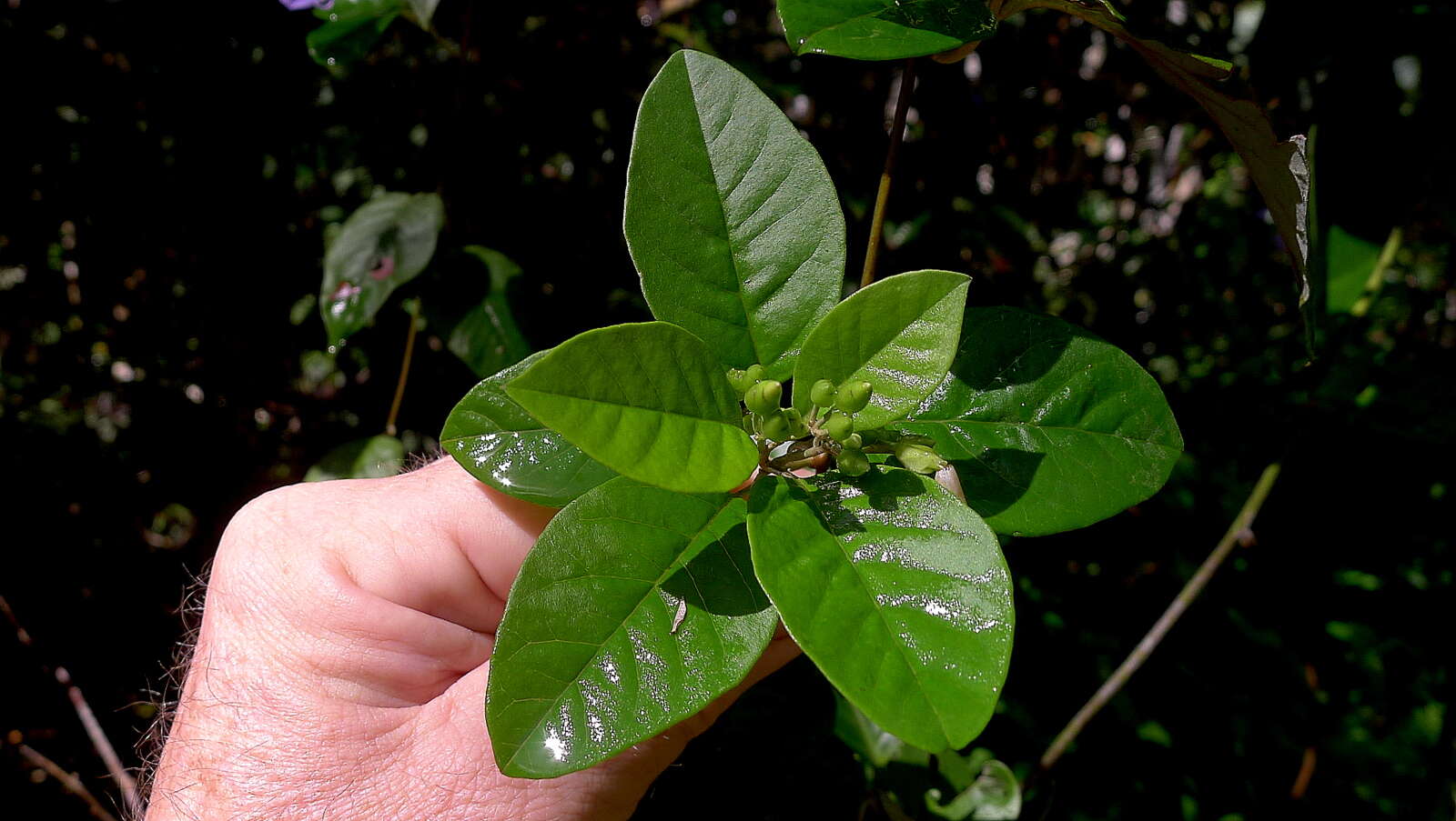 Image of Jacquemontia glaucescens Choisy