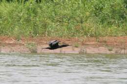 Image of neotropic cormorant