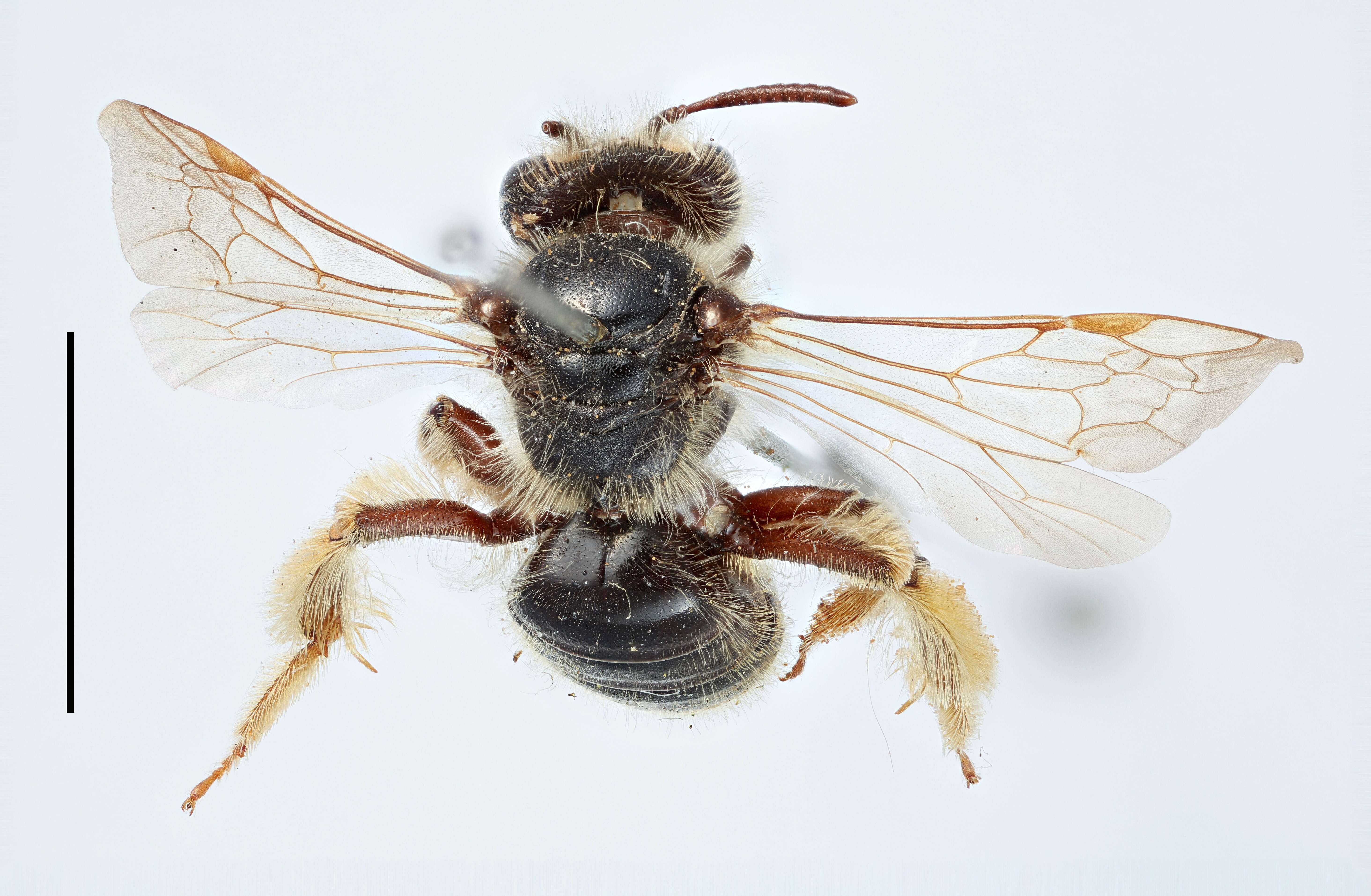 Image of Andrena humilis Imhoff 1832