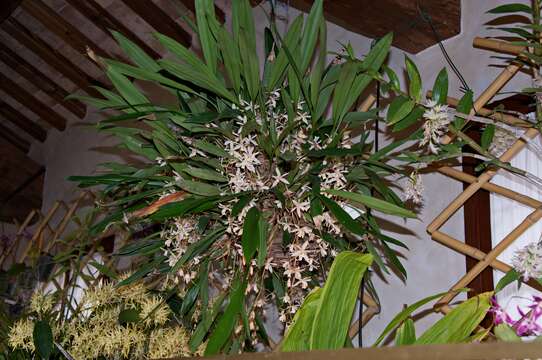 Image of coelogyne orchid