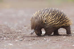 Image of Short-beaked Echidnas