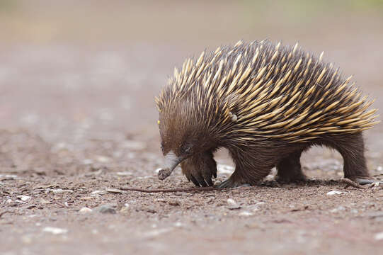 Image of Short-beaked Echidnas