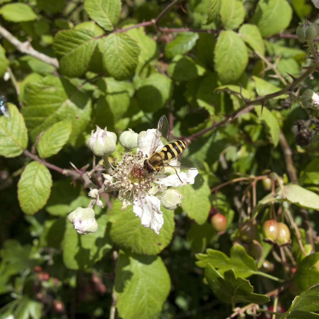 Image of Common Banded Hoverfly