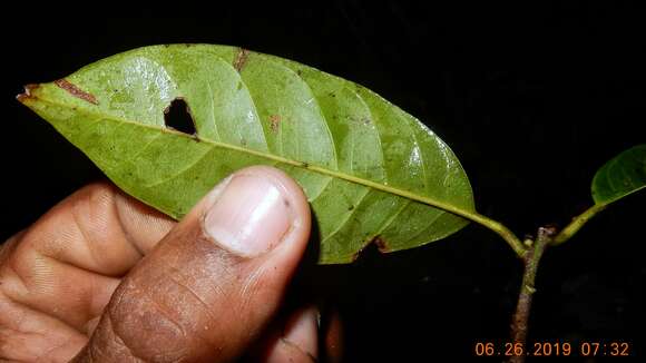 Image of Pouteria bangii (Rusby) T. D. Penn.