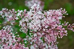 Image of Syringa pubescens Turcz.