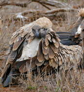 Image of White-backed Vulture