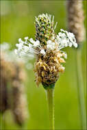 Image of Plantago altissima L.