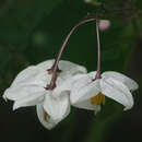 Image of jasmine nightshade