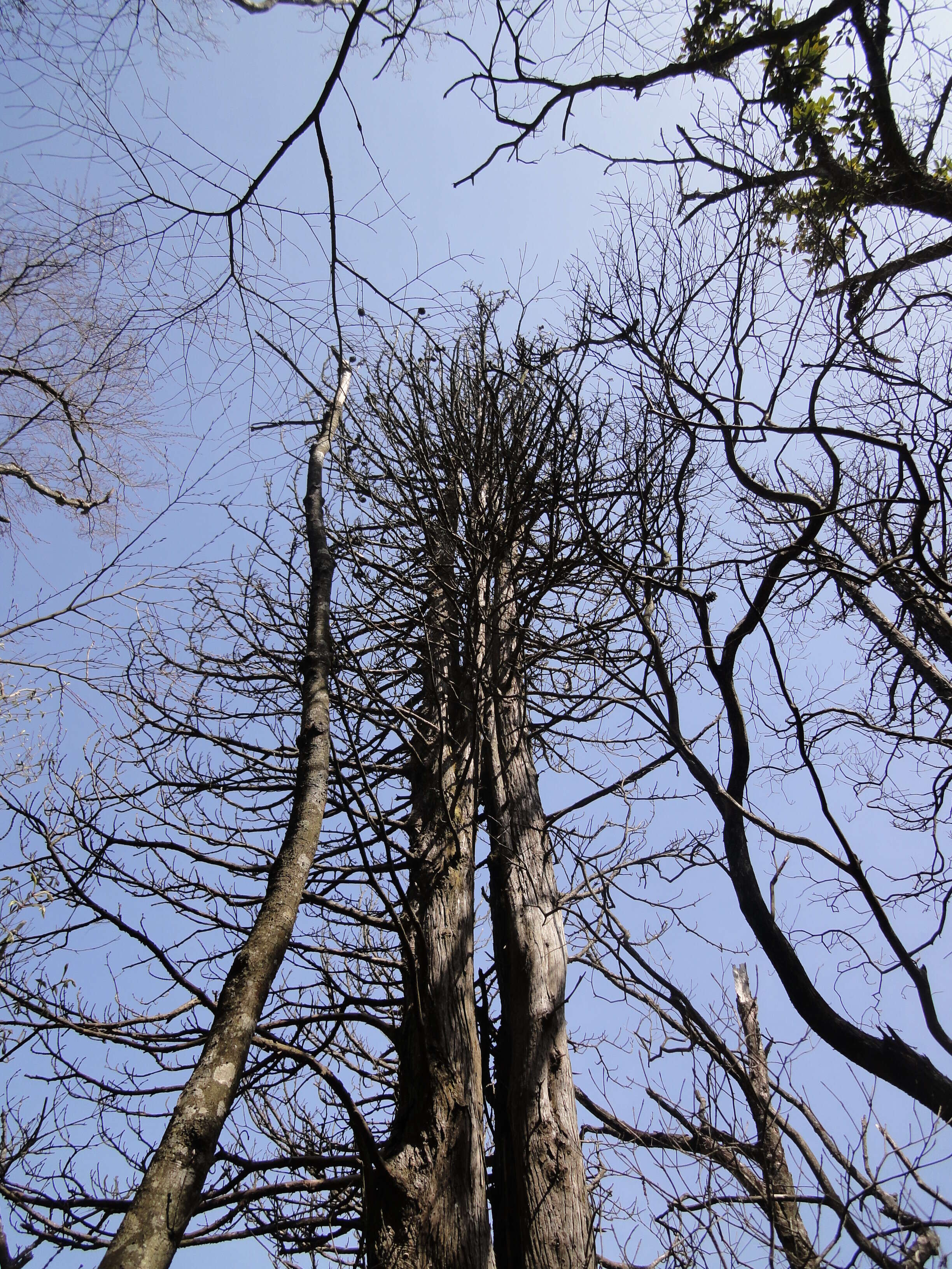 Image of umbrella-pine family