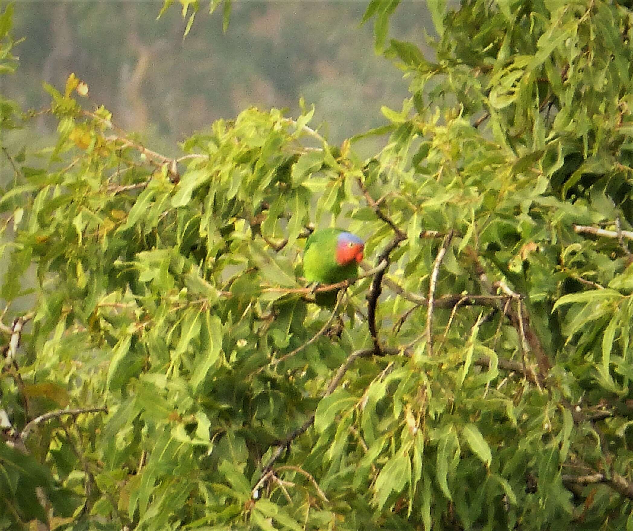 Image of Red-cheeked Parrot