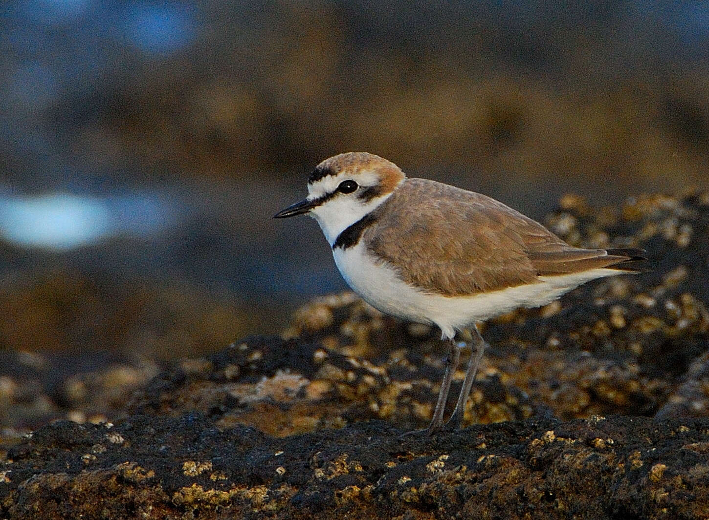 Image de Charadrius Linnaeus 1758