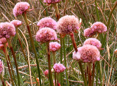 Image of thrift seapink